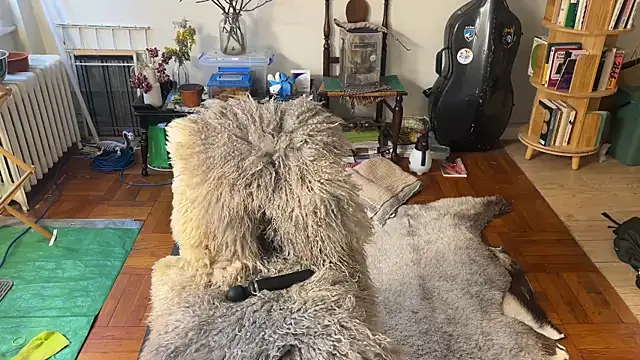 chiloschista online show from 6, 4, 2026