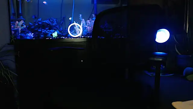 EspanolVato online show from 31, 3, 2026