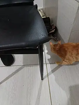 hotbuch online show from 6, 1, 2026