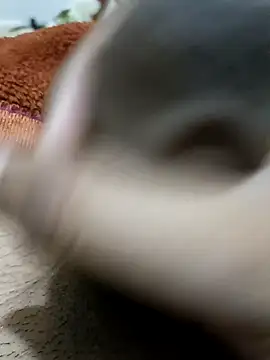  chota bunny  online show from 9, 2, 2026