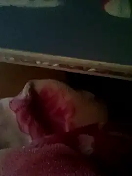 thich lo online show from 15, 1, 2026