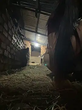 Ginny 2x online show from 25, 2, 2026