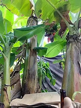 Hivi 09 online show from 12, 4, 2026