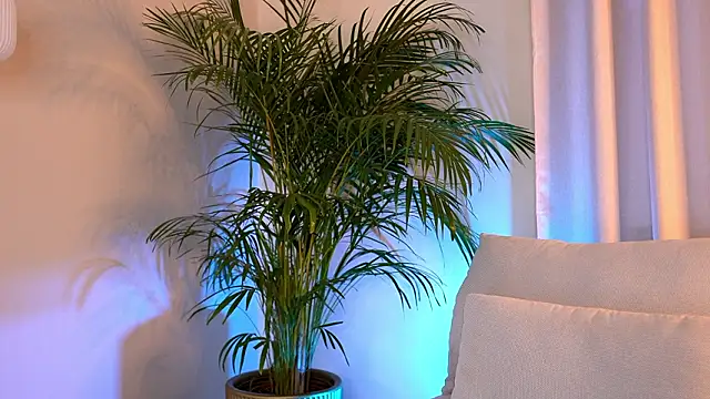 Tinydoll XO online show from 9, 2, 2026