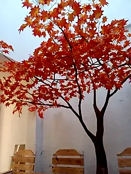 Dante Knox online show from 14, 2, 2026