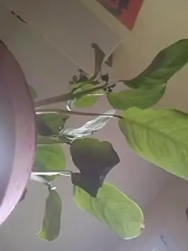 Snapshot of NickoHetero chatting on 17, 1, 2026 NickoHetero online show from 17, 1, 2026