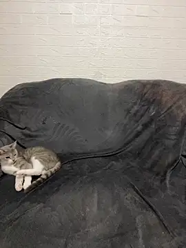 AlisRoxy online show from 28, 2, 2026