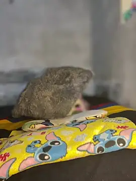 Iam AlexandraRey online show from 3, 2, 2026