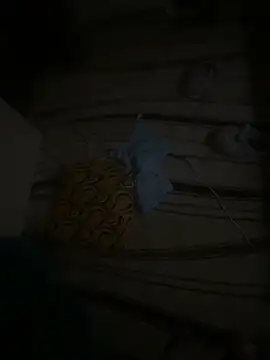 dragon ndragos online show from 24, 2, 2026