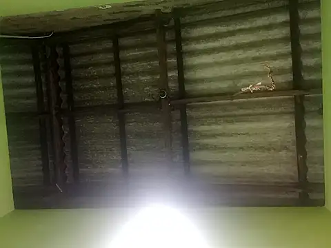 ShaniNsula2026 online show from 19, 3, 2026