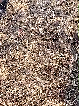 babu bull online show from 13, 2, 2026