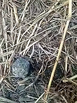 Cute Boy 4 online show from 4, 2, 2026