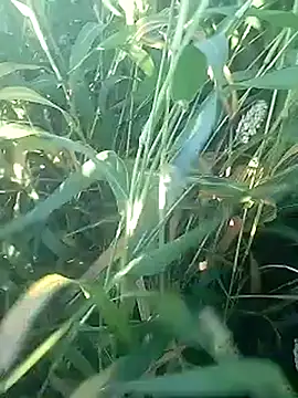 Cute Boy 4 online show from 27, 2, 2026