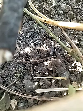 Cute Boy 4 online show from 21, 4, 2026