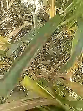 Cute Boy 4 online show from 1, 3, 2026