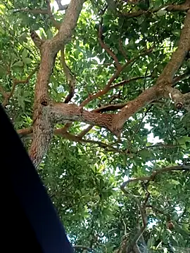 Mkhothiwesibumbu online show from 2, 2, 2026