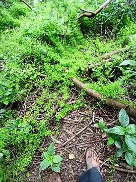 Sharmasamba online show from 3, 4, 2026