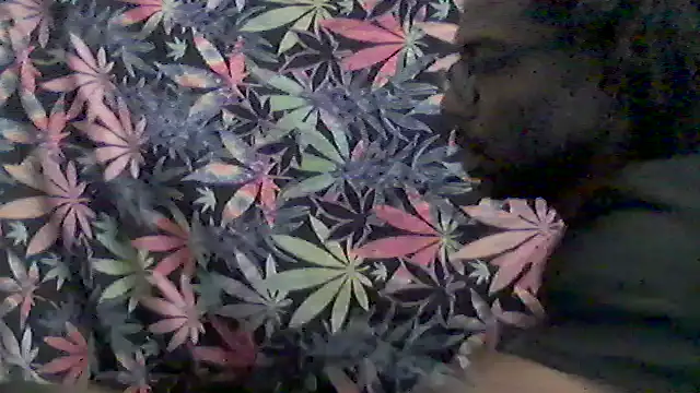 Snapshot of libraxxxstudios chatting on 24, 5, 2026 libraxxxstudios online show from 24, 5, 2026