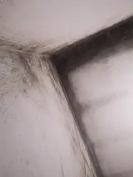 Lamich online show from 13, 2, 2026