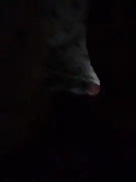 May Bombs online show from 5, 2, 2026