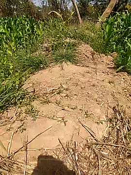 imasanju online show from 10, 2, 2026