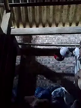 Linka998 online show from 2, 3, 2026