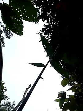 Linka998 online show from 3, 4, 2026