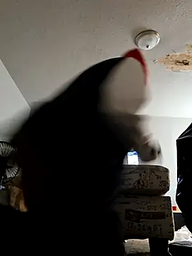 stressrliver88 online show from 24, 2, 2026