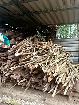 nelina 12345 online show from 15, 4, 2026