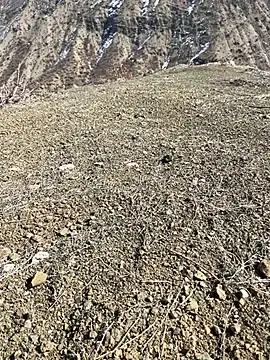 TurkeyMen online show from 3, 3, 2026