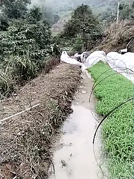 ngocbao11 online show from 12, 3, 2026