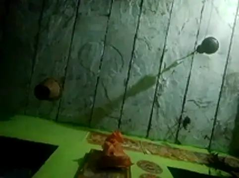 wifedesi7050 online show from 28, 3, 2026