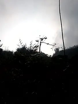 elen8800 online show from 3, 3, 2026