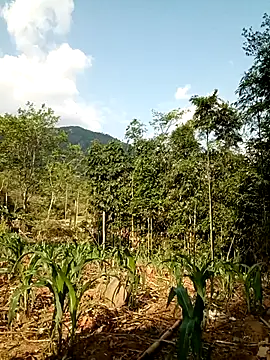 lyly sexx online show from 11, 4, 2026