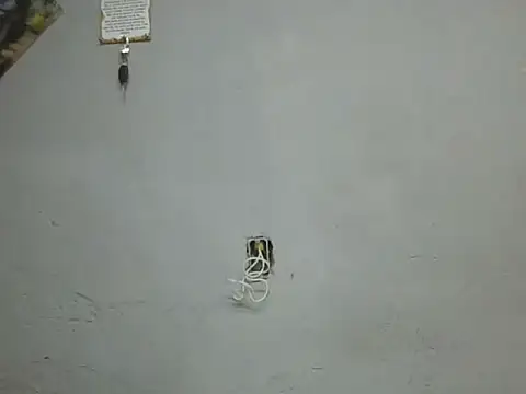 UrsoBissexualPauGrosso online show from 28, 3, 2026