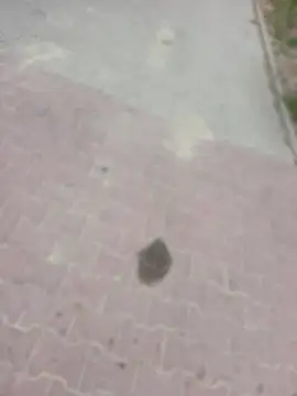 MarekPublicShow online show from 14, 4, 2026