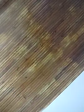 ssbunny65 online show from 7, 3, 2026