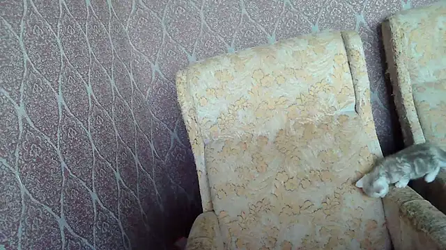 DollyGersonn online show from 15, 4, 2026