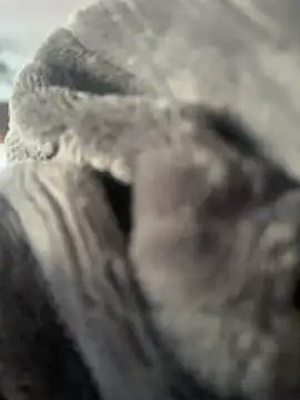 LionInLosAngeles online show from 14, 3, 2026