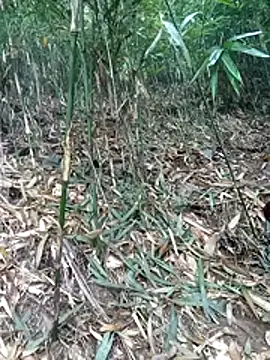 kalara kail online show from 16, 3, 2026