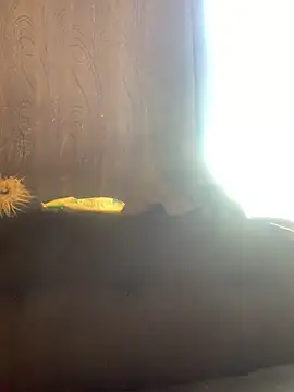 Snapshot of -Jack_Zoe- chatting on 20, 3, 2026 -Jack Zoe- online show from 20, 3, 2026