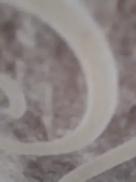 sk022 online show from 15, 4, 2026