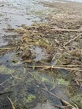 ThethunderPo online show from 6, 1, 2026