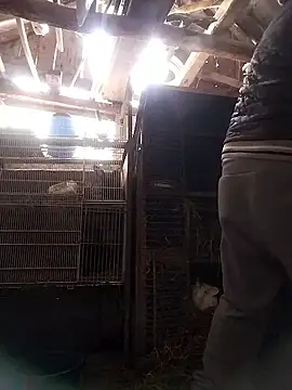 sarpe4 online show from 10, 1, 2026