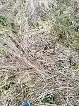 Snapshot of Muzz_2020 chatting on 17, 3, 2025 Muzz 2020 online show from 17, 3, 2025