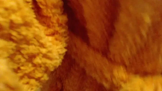 larawet online show from 26, 2, 2025