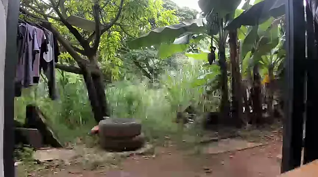 Snapshot of venusandzeus@xh chatting on 5, 12, 2024 venusandzeusxh online show from 5, 12, 2024