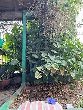 sofy alone online show from 5, 2, 2026