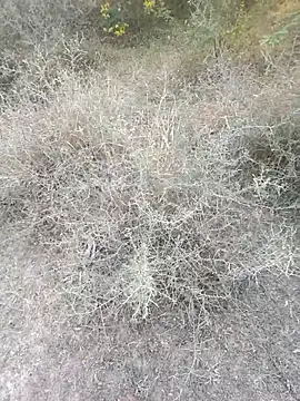 rameshmry1 online show from 6, 3, 2026