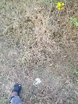 rameshmry1 online show from 21, 3, 2026